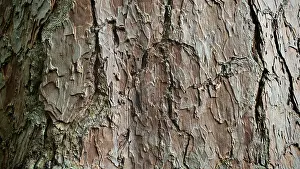 Close-up of the brown, textured bark of a Scots pine (pinus sylvestris) with a striking pattern