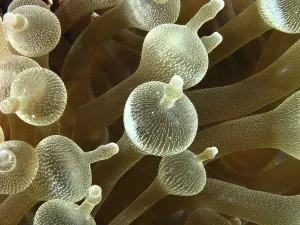 Close-up of a bubble anemone (Entacmaea quadricolor) with detailed tentacles