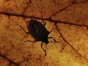 Close-up of a bug (Heteroptera) as a shadow on an orange-coloured leaf