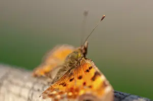 Close-up of a butterfly with broken wings