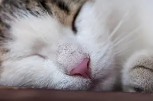 Close-up on a cat sleeping on a bench