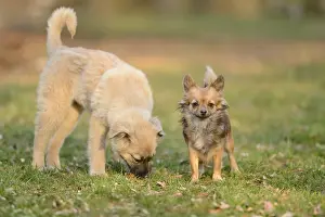 Close-up of a Chihuahua dog in a garden with another mixed breed dog in spring