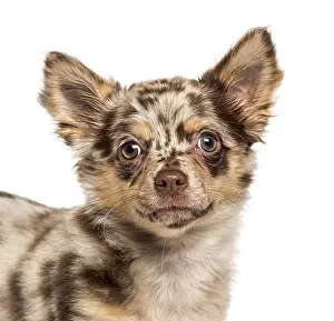Close-up of a Chihuahua puppy looking at the camera