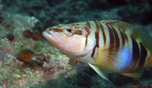 Framed Print : Close-up of a colorful fish in a coral reef