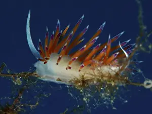 Close-up of a colorful migratory snail (Cratena peregrina)