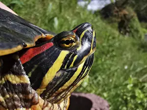Close-up of a colourful turtle head Red-eared slider turtle (Trachemys scripta elegans) with yellow and red stripes