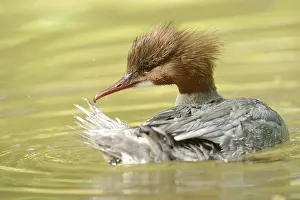 Close-up of a common merganser goosander (Mergus merganser) swimming in the water in spring