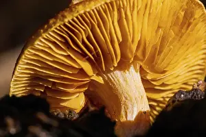 Close-up Common Rustgill Mushrooms in a Pine Forest Plantation in Tokai Forest Cape Town