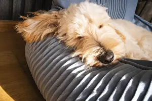 A close-up of a creamy Maltipoo puppy sleeping peacefully on a blue cushion