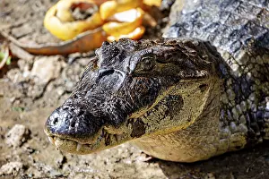 Close-up of a crocodile face on the ground
