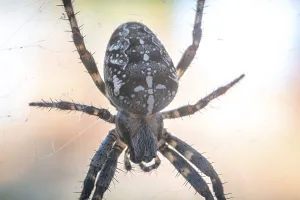 Close-up of a cross spider (Araneus) on a spider web in natural light
