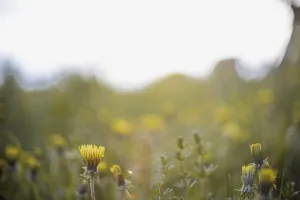 Close-up of dandelions in a field with soft