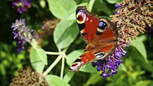 Close-up, dayPeacock butterfly (aglais io) posing on a violet flower in the sunshine