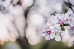 Close-up of delicate blossoms with sunlight creating a bokeh effect