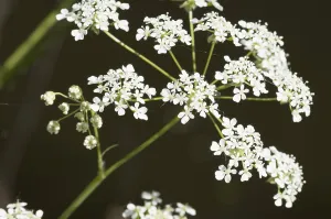 Close-up of delicate cow parsley flowers