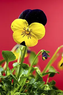 A close-up of delicate Yellow and purple pansy flowers with intricate petal patterns