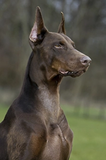 Close-up of Doberman Pinscher, Pincher