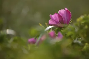 Close-up of a dog rose (Rosa canina)