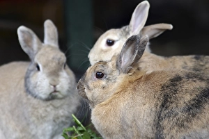 Close-up, domestic rabbit, three