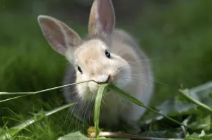 Close-up, domestic rabbit (Oryctolagus cuniculus forma domestica)