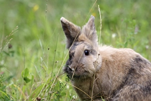 Close-up, Domestic rabbit (Oryctolagus cuniculus forma domestica)