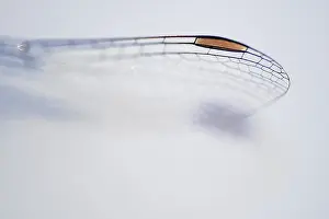 Close-up of dragonfly wings, Kempen