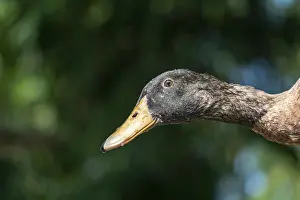 Close-up of a duck's (Anser cygnoides) head with a yellow beak