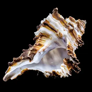 Close-up of an Endive Murex snail shell