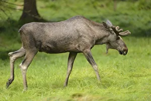 Close-up of a Eurasian elk (Alces alces) male in a forest in early summer