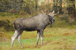 Close-up of an Eurasian elk (Alces alces) or moose in autumn in the bavarian forest