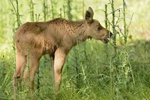 Close-up of a Eurasian elk (Alces alces) youngster in a forest in early summer