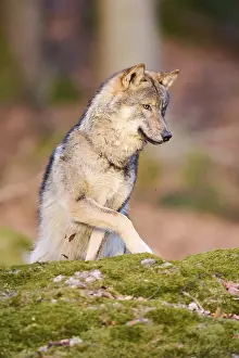Close-up of a Eurasian wolf (Canis lupus lupus) in a forest in spring