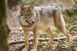 Close-up of a Eurasian wolf (Canis lupus lupus) portrait in a forest in spring