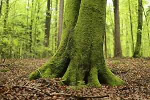 Close-up of a European beech or common beech (Fagus sylvatica) tree-trunk in a forest in spring