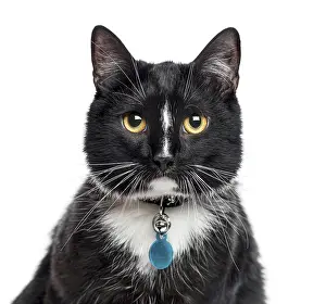 Close-up of European Shorthair