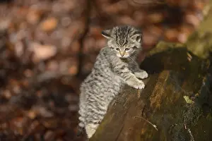 Category Forests Prints: Close-up of a European wildcat (Felis silvestris silvestris) citten