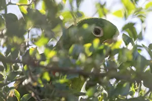 Close-up of the eye of a baboon parakeet (Psittacara leucophthalmus) in the wild