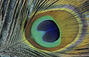 Close-up of the eye of a Peacock feather (Pavo cristatus)