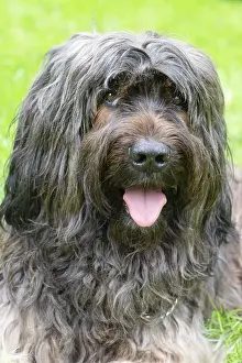 Close-up of the face of an alert long-haired dog