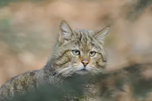 Close-up of the face of a wildcat with an attentive gaze