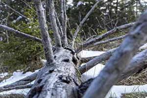 Close-up of a fallen tree in a snow-covered forest
