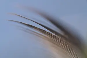 Close-up of a feather from a bird