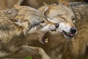 Framed Print : Close-up of two fighting wolves in aggressive interaction