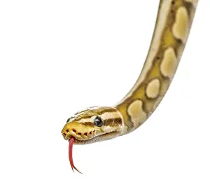 Close-up of a firefly python, isolated on white