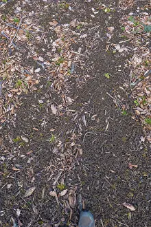 A close-up of the forest floor with leaves