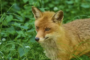 Category Wildlife DE Prints: Close-up of a fox head surrounded by green grass
