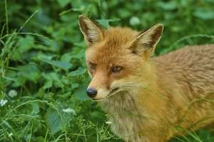Category Wildlife DE Prints: Close-up of a fox surrounded by green grass and plants