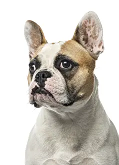 Close-up of a French Bulldog, 2 years old