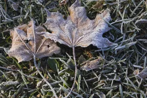 Close-up of frost and ice covered brown Acer