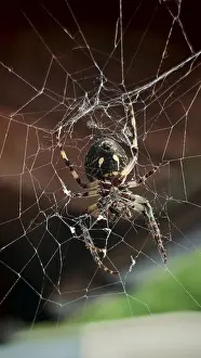 Close-up of a garden cross spider (araneus diadematus) from below in its detailed web